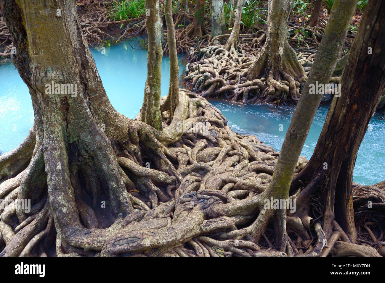 Les racines des arbres dans la forêt de mangrove Banque D'Images