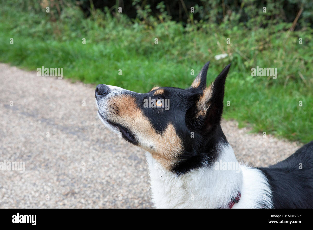 Collie dog looking up avec les oreilles dressées Banque D'Images