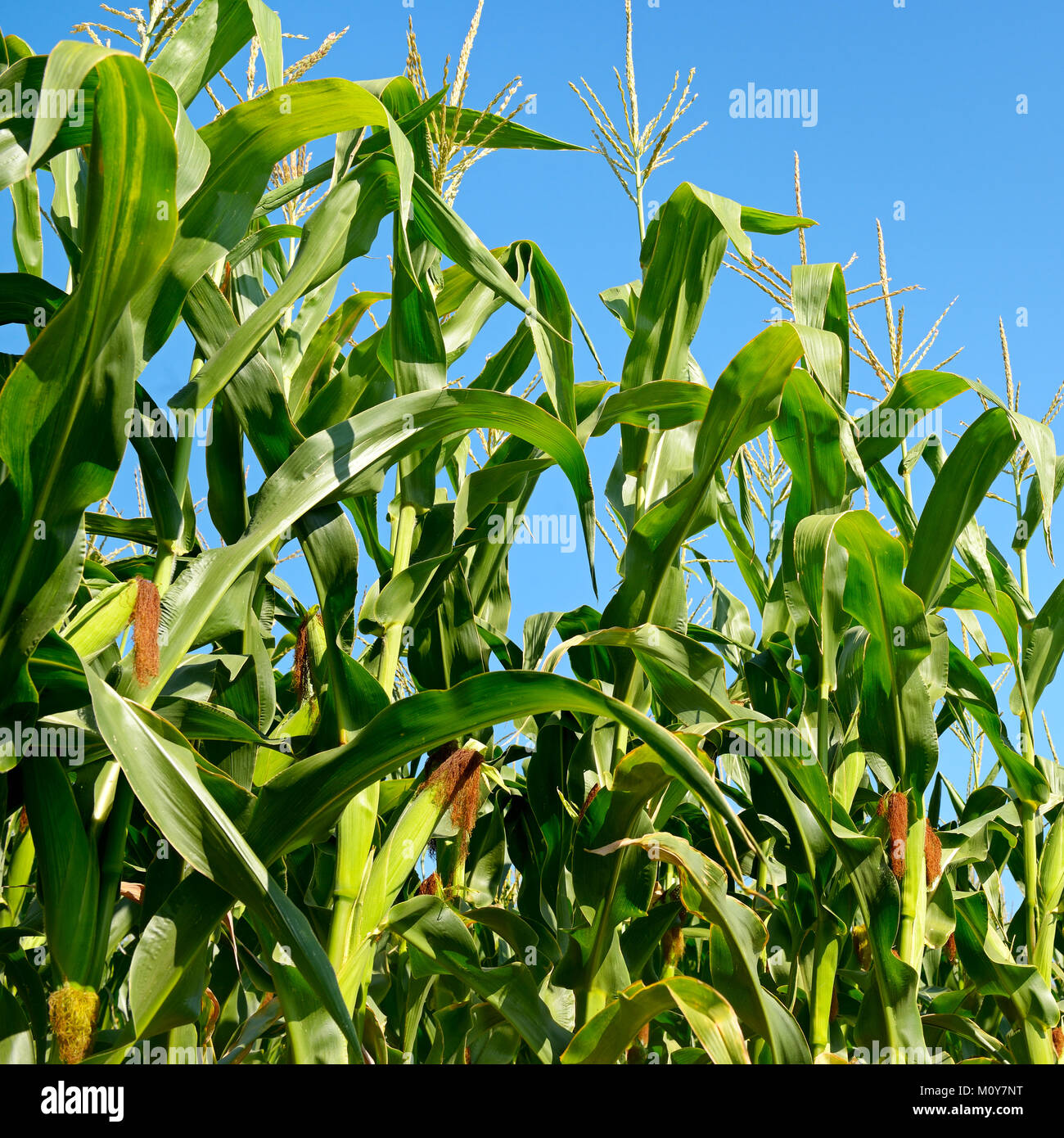 Les tiges de maïs sur le fond de ciel bleu. Un champ. Banque D'Images