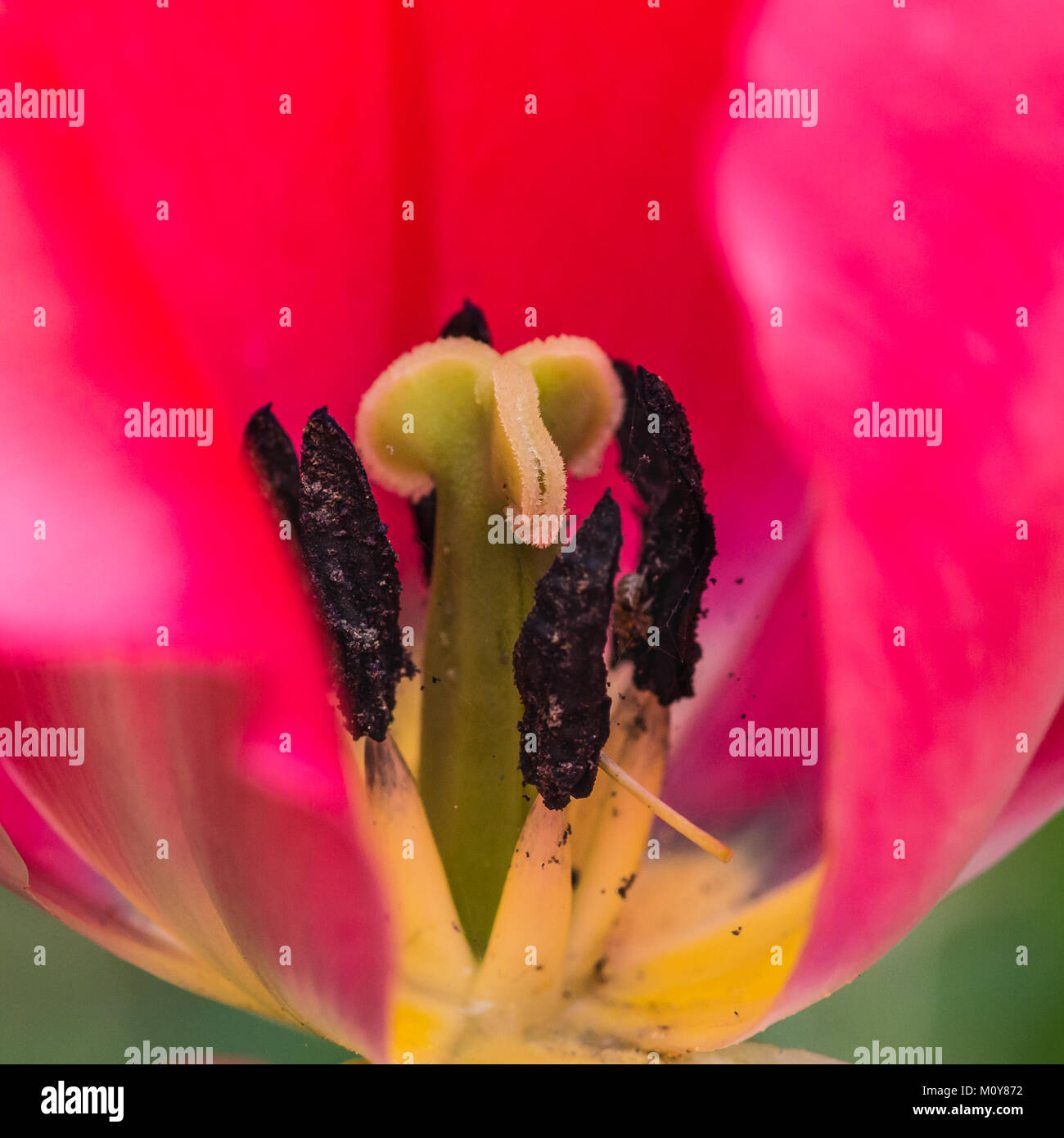 Une Macro Shot à Lintérieur Dune Fleur De Tulipe Rouge