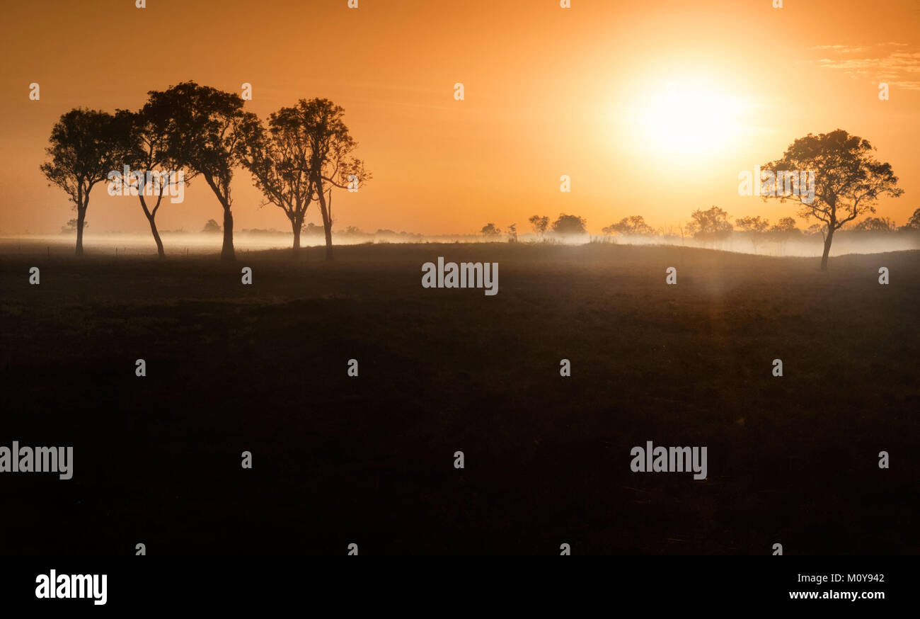 Dawn mist entre les arbres dans l'Outback australien (Darwin, Territoire du Nord) Banque D'Images