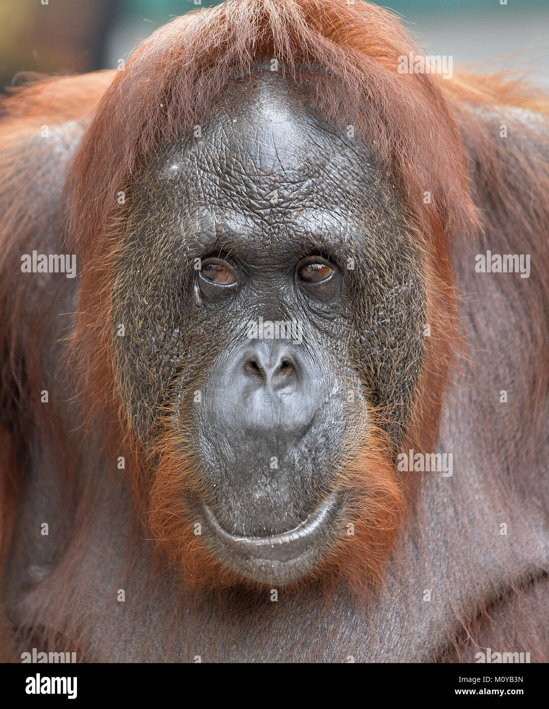 Portrait de l'orang-outan. Un portrait de l'orang-outang. Fermer jusqu'à une distance courte. Orang-outan (Pongo pygmaeus) dans la nature sauvage. Island Banque D'Images