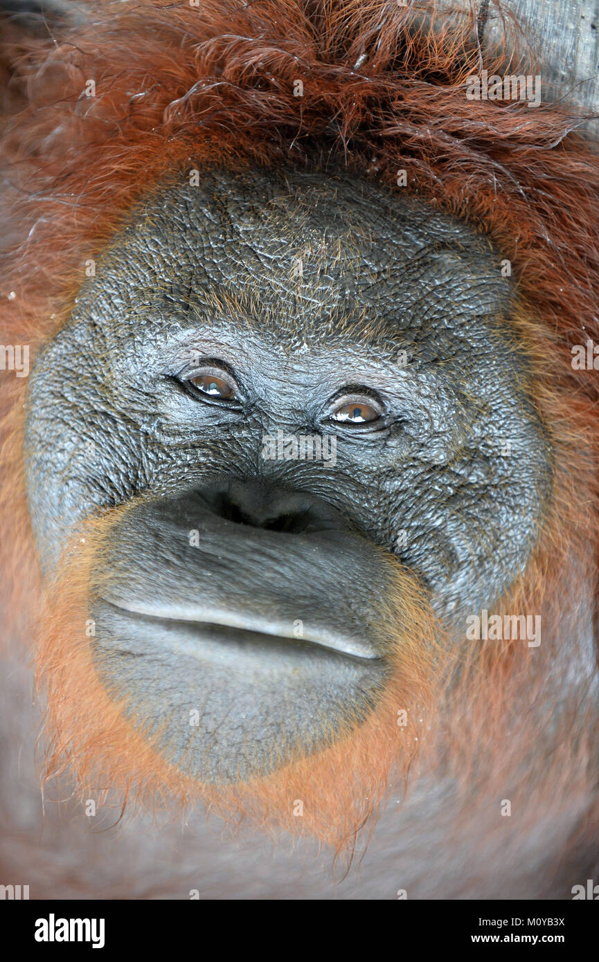 Portrait de l'orang-outan. Un portrait de l'orang-outang. Fermer jusqu'à une distance courte. Orang-outan (Pongo pygmaeus) dans la nature sauvage. Island Banque D'Images