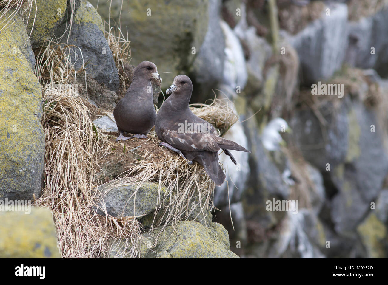 Une paire de fulmars boréaux assis près d'un nid sur la pente d'une haute falaise sur l'île de Medny Banque D'Images