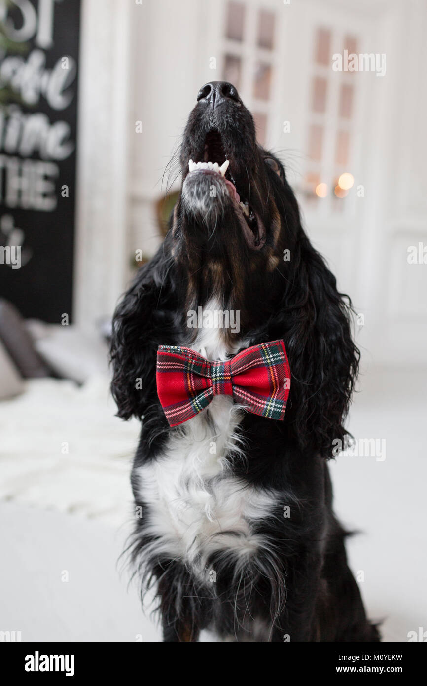 Noeud Papillon Chien Banque d'image et photos - Alamy