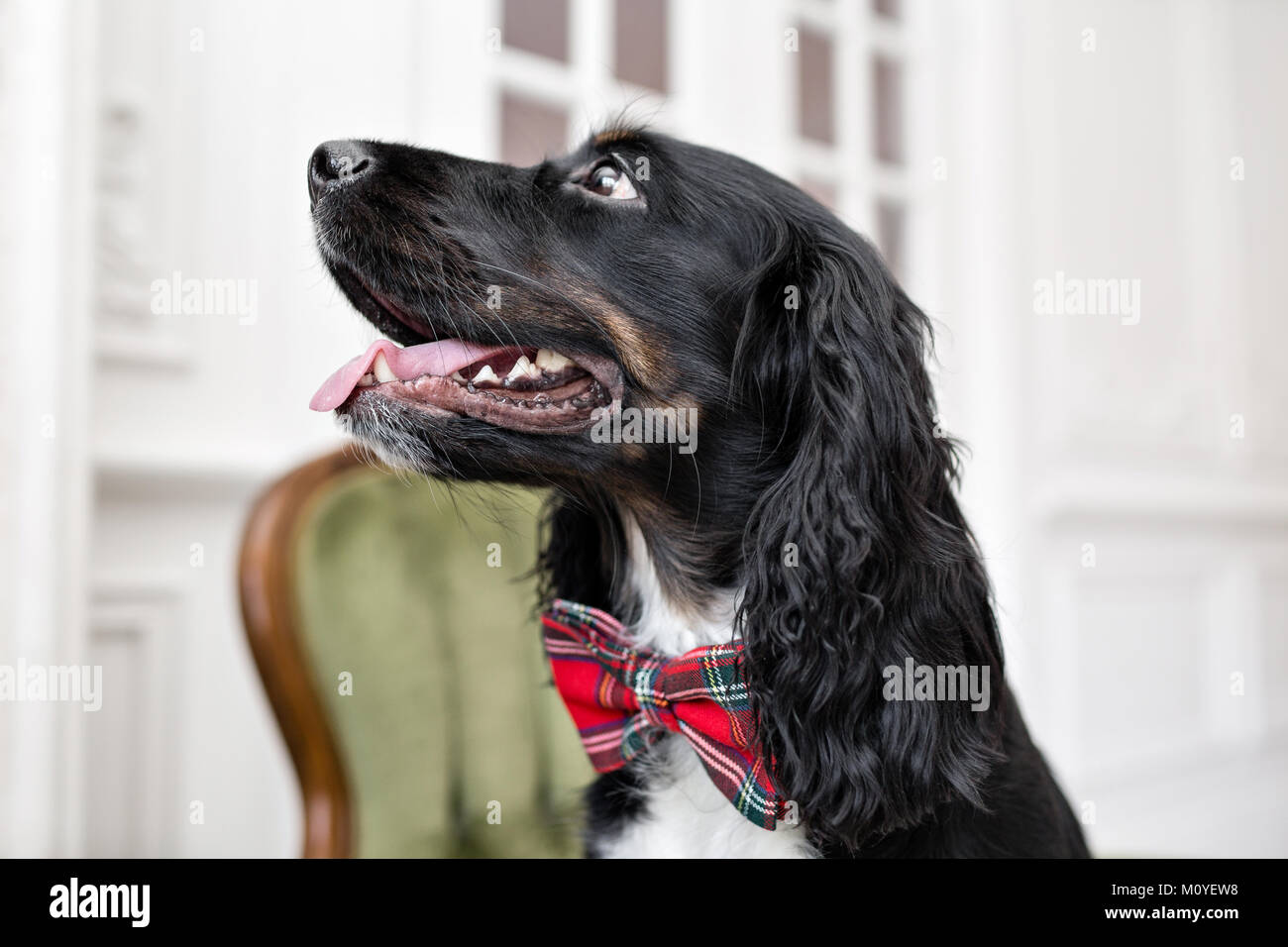 L'accent sur le nez. Spaniel chien dans un nœud Papillon rouge dans l'intérieur de la chambre de lumière. Le Pet est trois ans assis sur une chaise. Cravate rouge à carreaux. meilleur et fidèle ami Banque D'Images