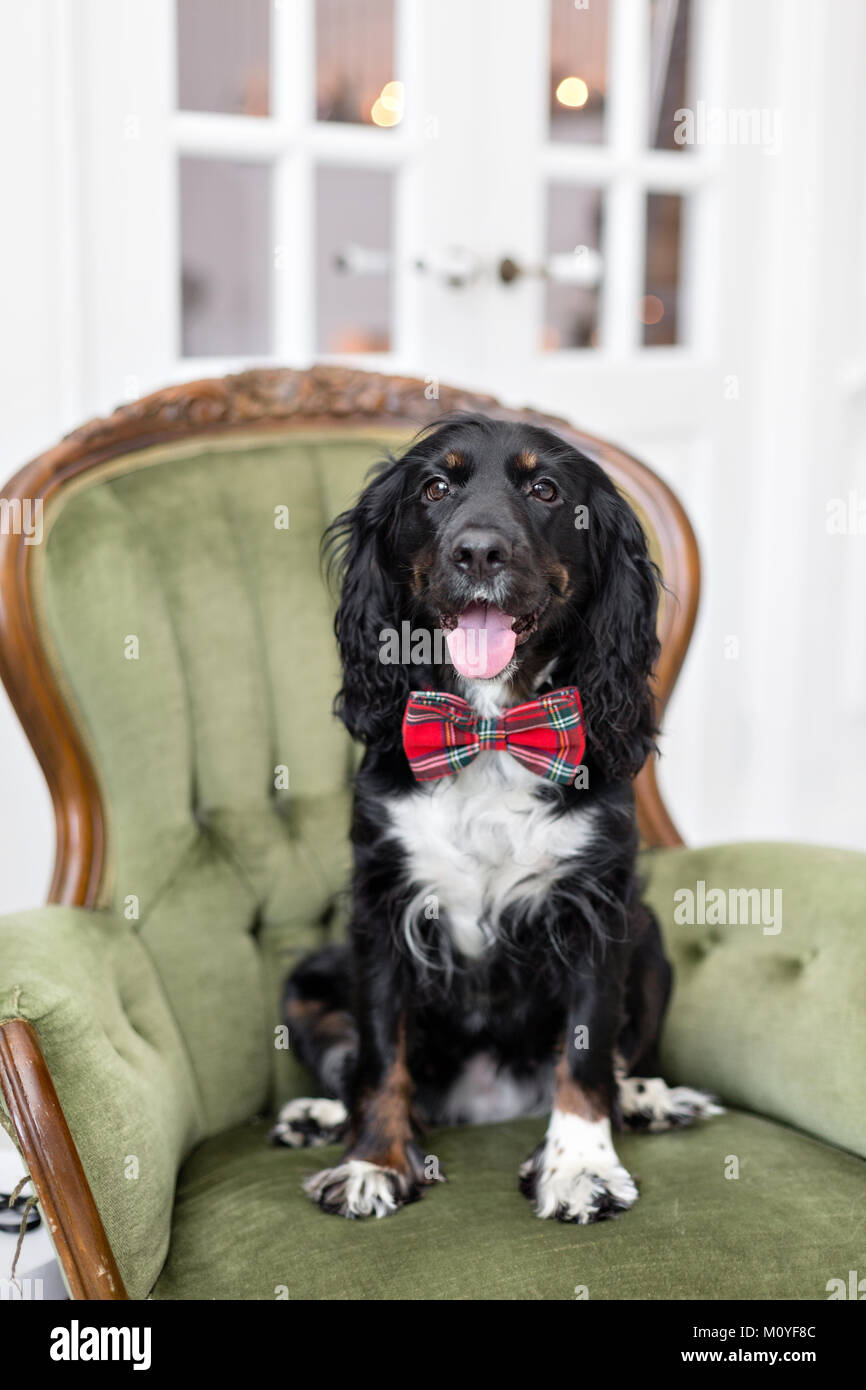 Spaniel chien dans un nœud Papillon rouge dans l'intérieur de la chambre de lumière. Le Pet est trois ans assis sur une chaise. Cravate rouge à carreaux. meilleur et fidèle ami Banque D'Images