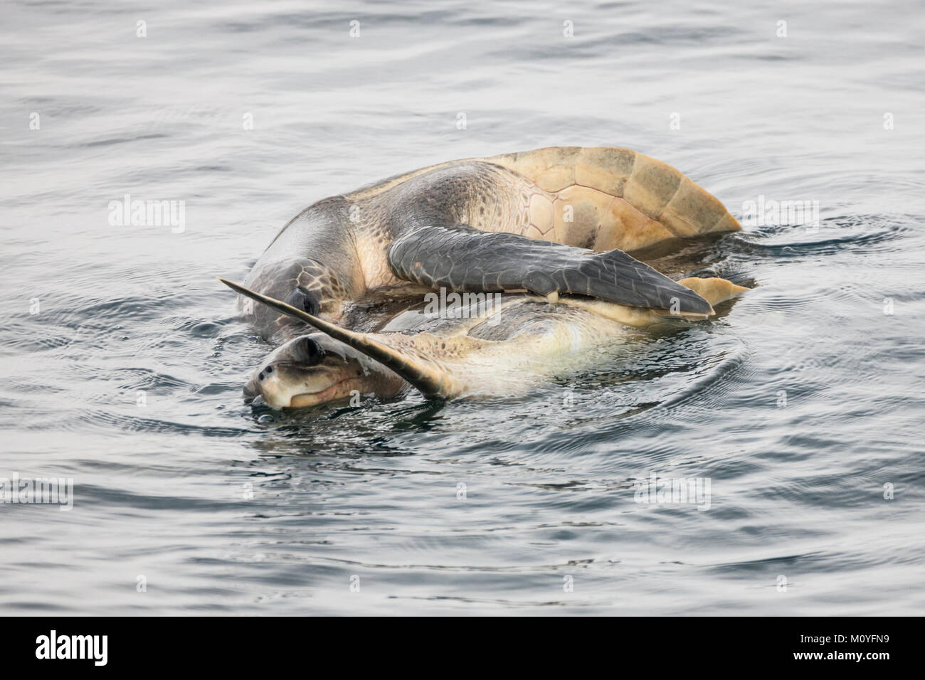 Les tortues marines (Chelonioidea) se reproduisant en mer Banque D'Images