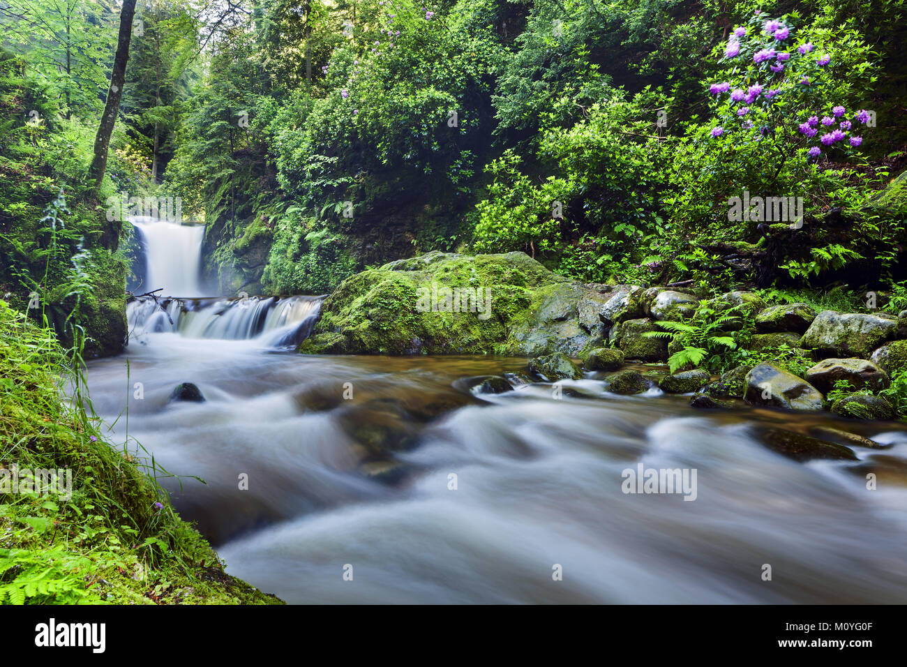 Geroldsauer Wasserfall,cascade,Fleur Rhododendron,Black,Fort,Baden-Baden  Bade-wurtemberg, Allemagne Photo Stock - Alamy