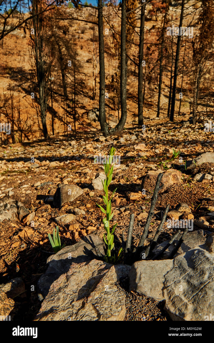 Nouvel arbre de la vie en forêt brûlée avec rock en premier plan Banque D'Images