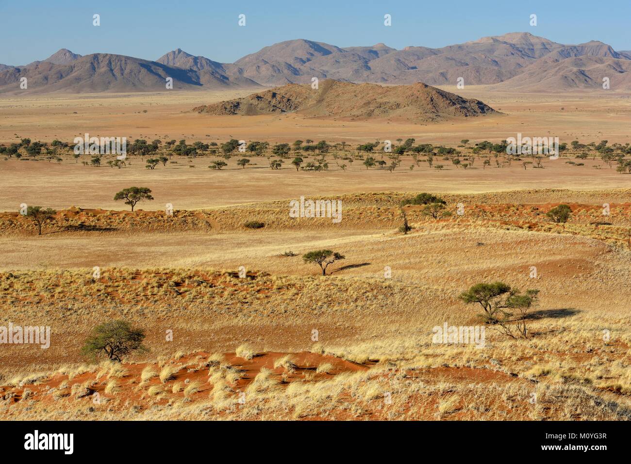 La prairie aride,parc de Namib Gondwana,à proximité de Sesriem, Namibie,Région Hardap Banque D'Images
