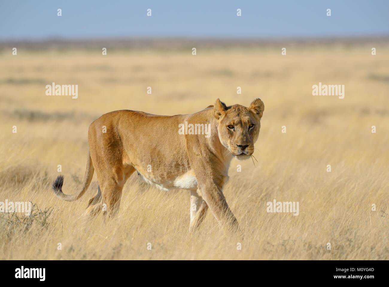 Lioness (Panthera leo) dans les prairies sèches, Etosha National Park, Namibie Banque D'Images