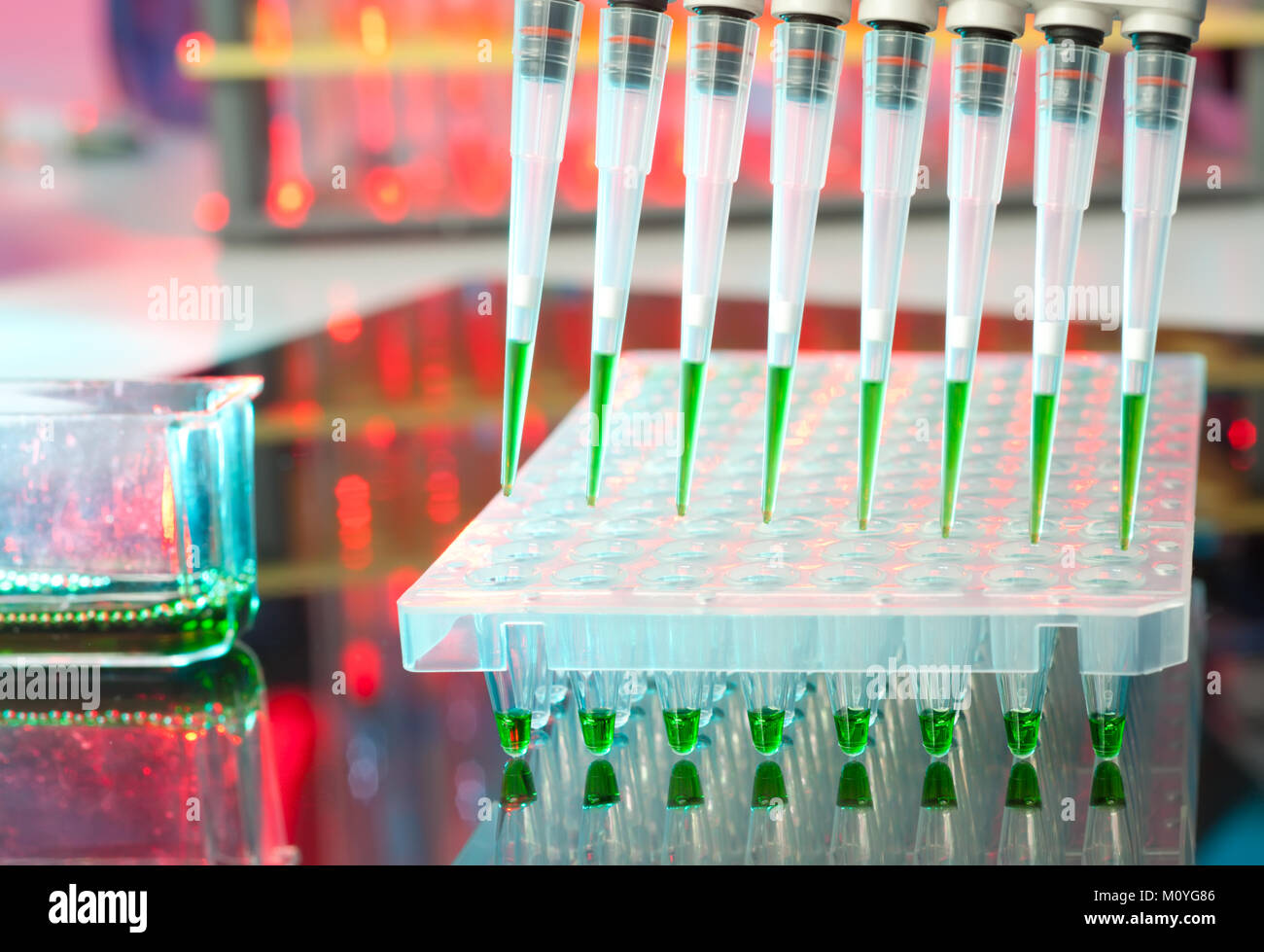 Multipipette automatique sur gros plan sur conseils plaque 96 puits pour l'amplification d'ADN Banque D'Images