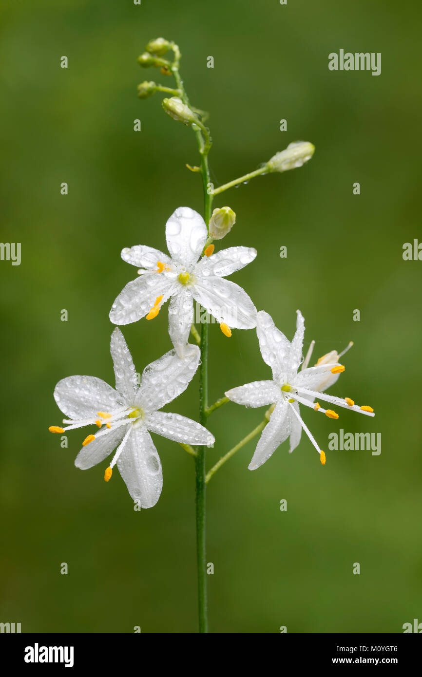 St Bernard's lily (Anthericum liliago), Oberautal,Tyrol, Autriche Banque D'Images