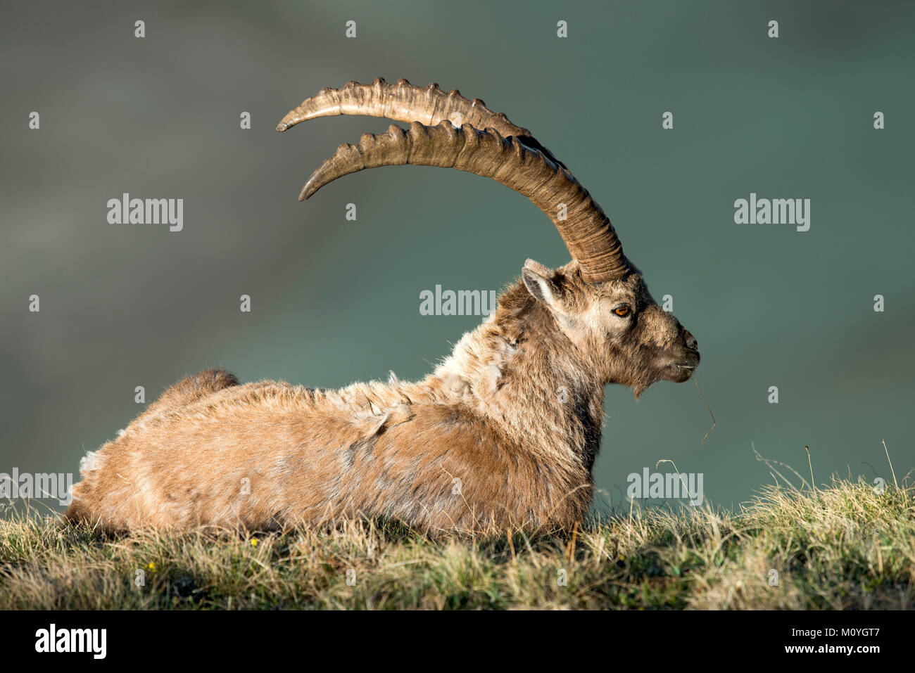 Bouquetin des Alpes (Capra ibex),homme,jusque Franz-Josefs Höhe,Parc National Hohe Tauern, Carinthie, Autriche Banque D'Images