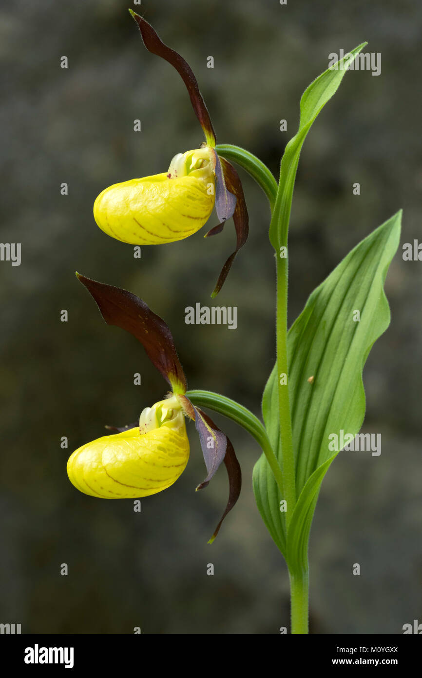 Yellow Lady's Slipper orchid (Cypripedium calceolus),Tyrol, Autriche Banque D'Images