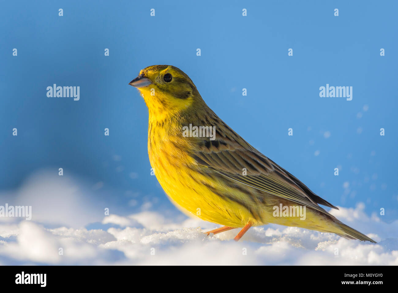 Yellowhammer (Emberiza citrinella),dans la neige, Tyrol, Autriche Banque D'Images