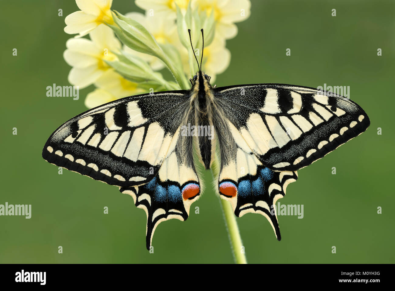Papilio machaon) le Tyrol, Autriche,primrose Banque D'Images