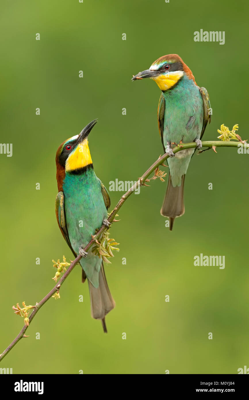 Guêpier (Merops apiaster),couple avec suite nuptiale présente,Saxe-Anhalt, Allemagne Banque D'Images Guêpier (Merops apiaster),couple avec suite nuptiale présente,Saxe-Anhalt, Allemagne Banque D'Images