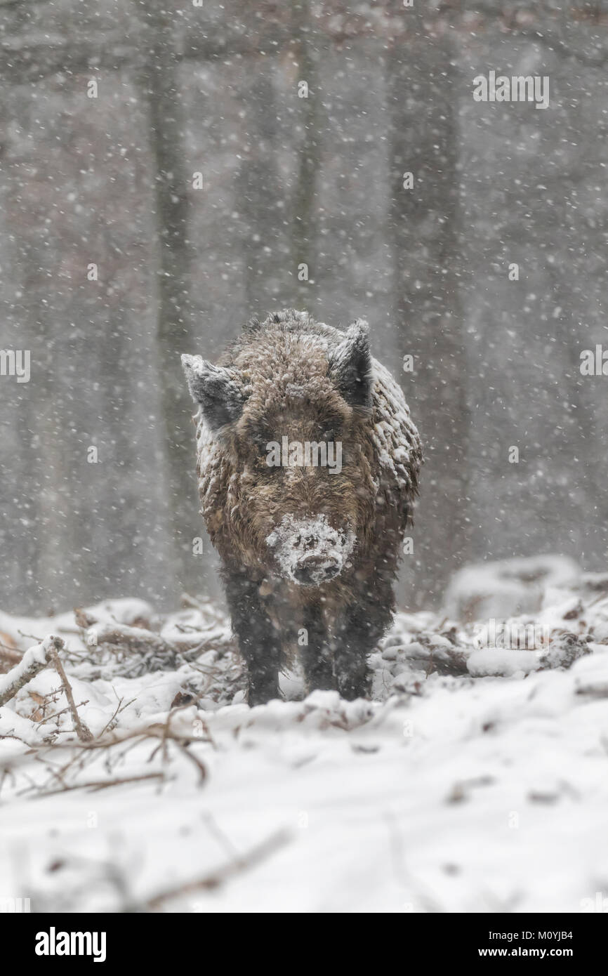 Le sanglier (Sus scrofa) dans la région de Vulkaneifel, Snowdrift, Rhénanie-Palatinat, Allemagne Banque D'Images