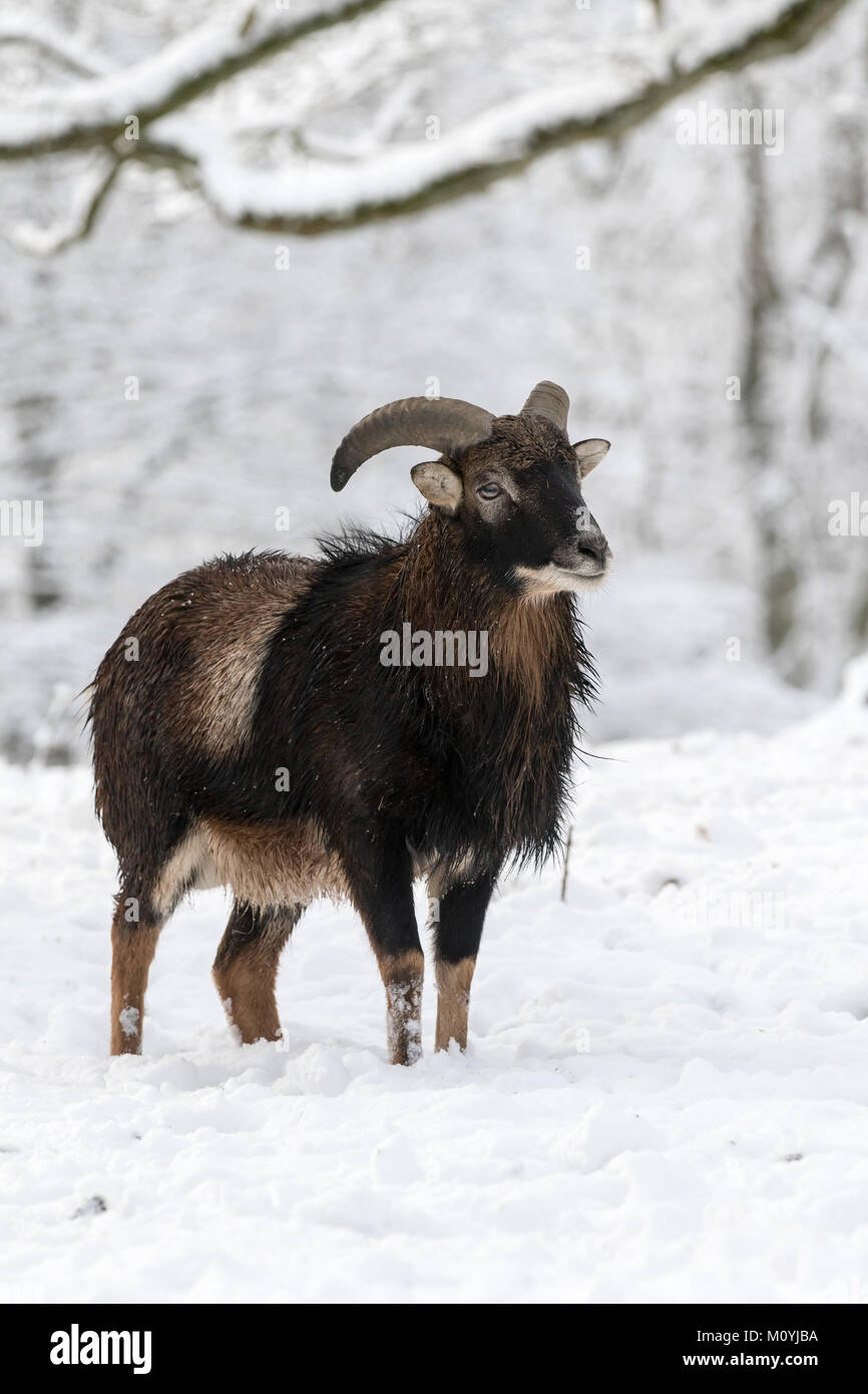 Mouflon européen (Ovis orientalis musimon),le bélier se trouve dans la neige, Rhénanie-Palatinat, Allemagne,Vulkaneifel Banque D'Images