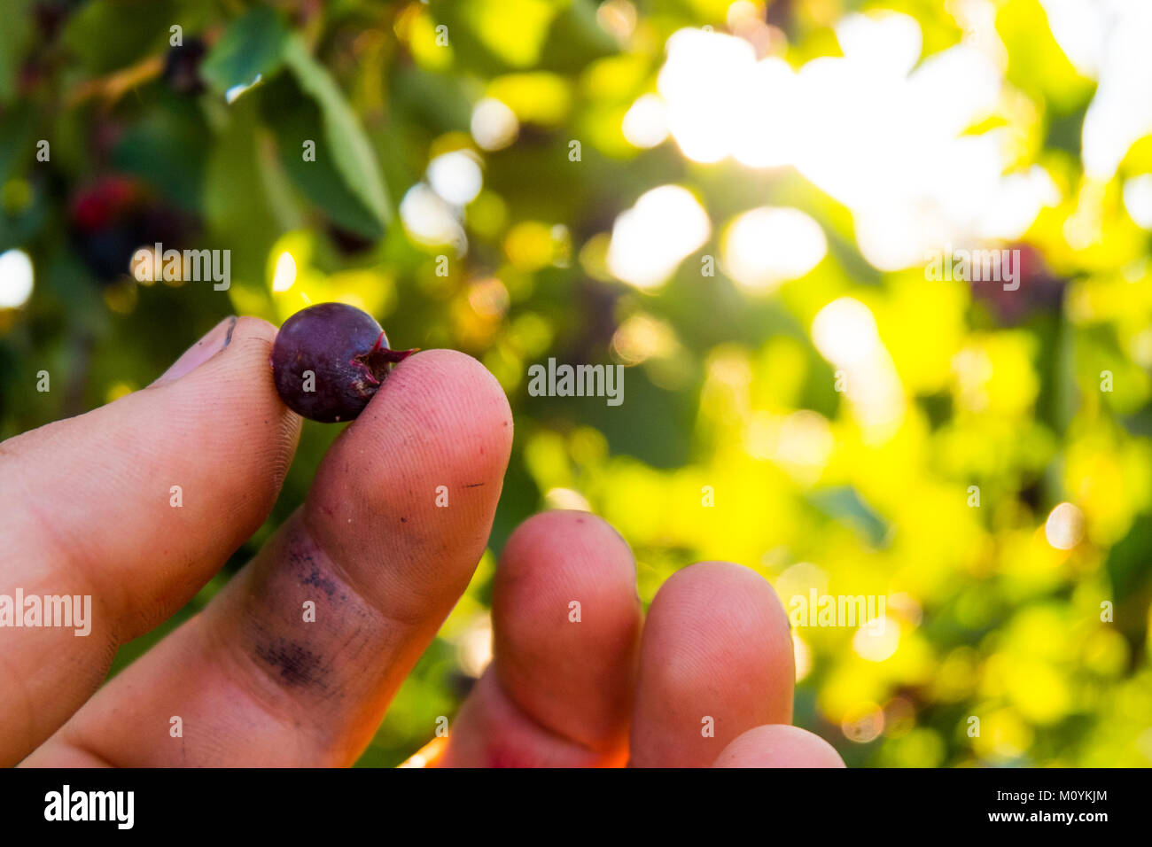 Doigts holding blueberry Banque D'Images