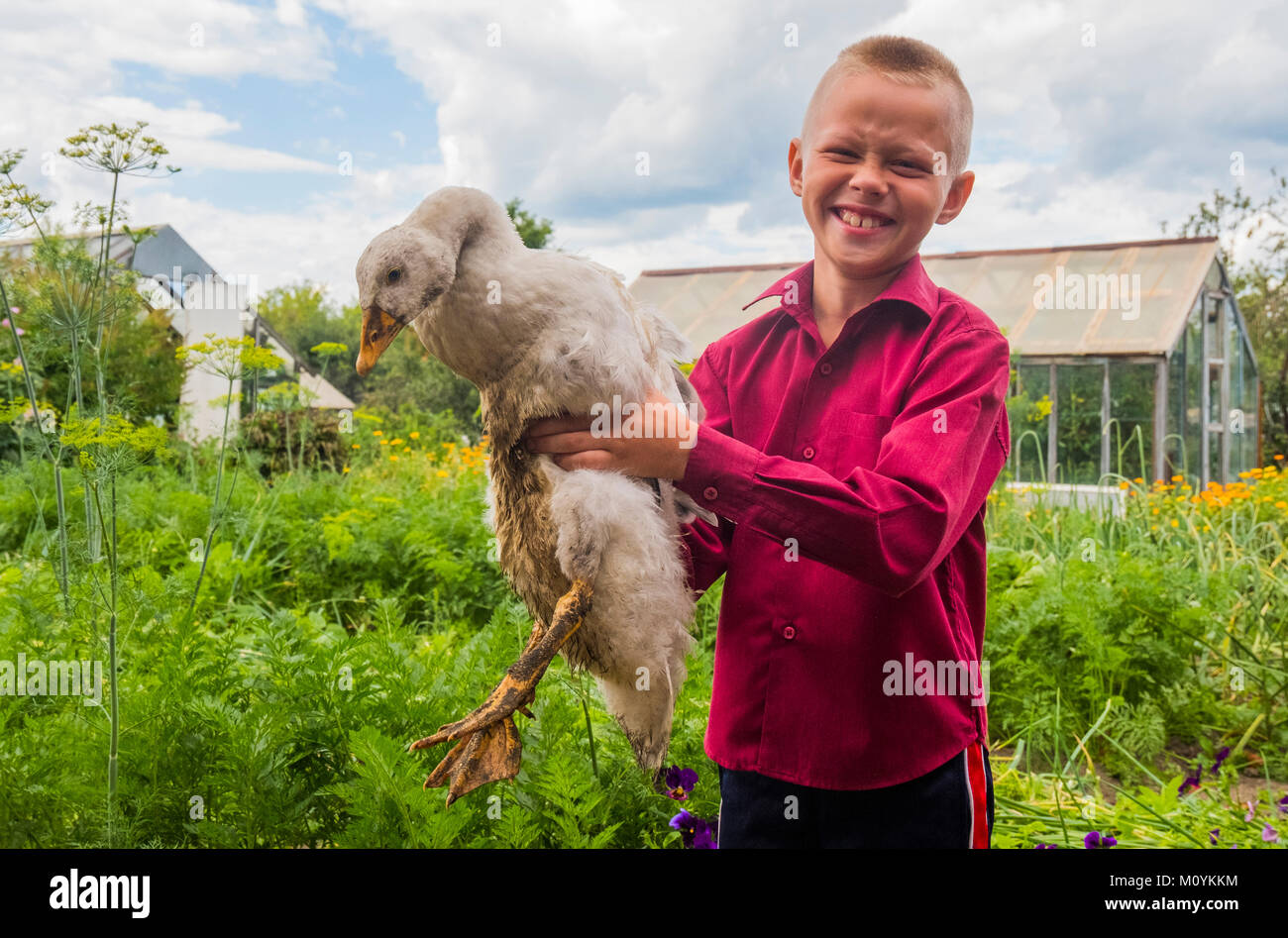 Caucasian boy holding duck on farm Banque D'Images