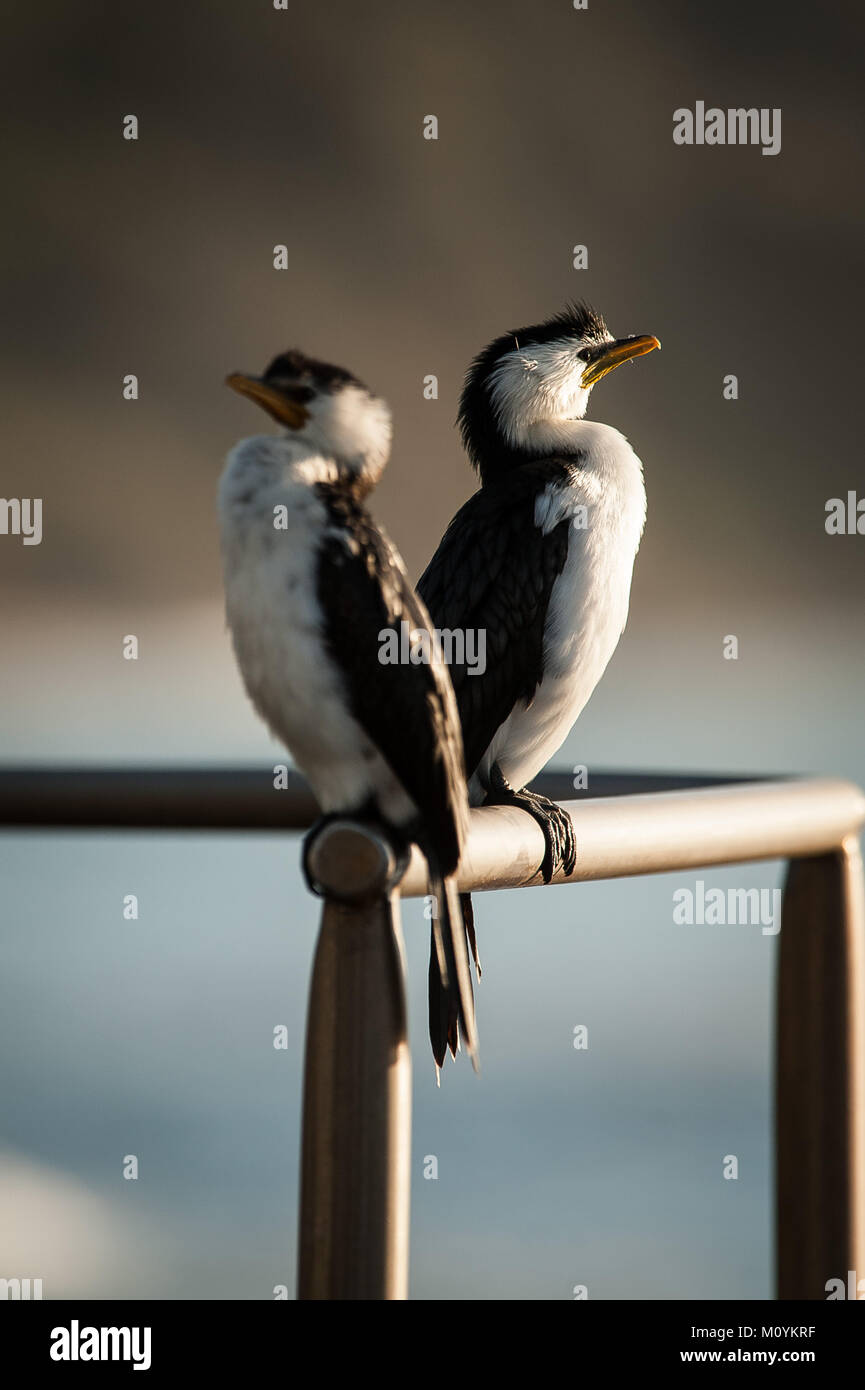 Les Cormorans Pie Banque D'Images
