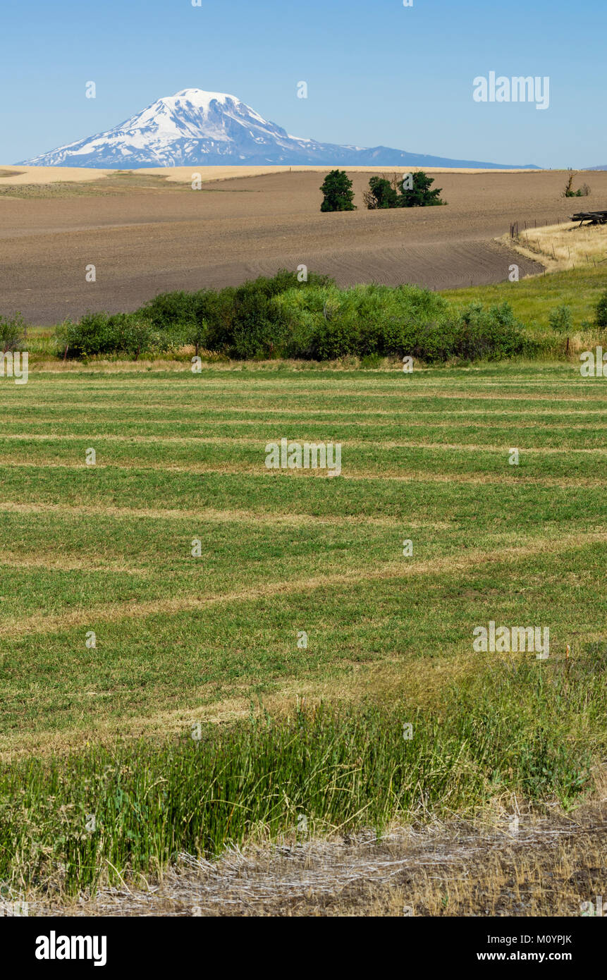Mont Adams avec les champs au premier plan. Washington, États-Unis Banque D'Images