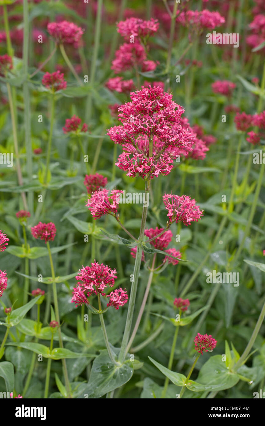 Spornblume par cœur, Centranthus ruber, valériane, valériane rouge, barbe de Jupiter, un épi de valériane. Banque D'Images