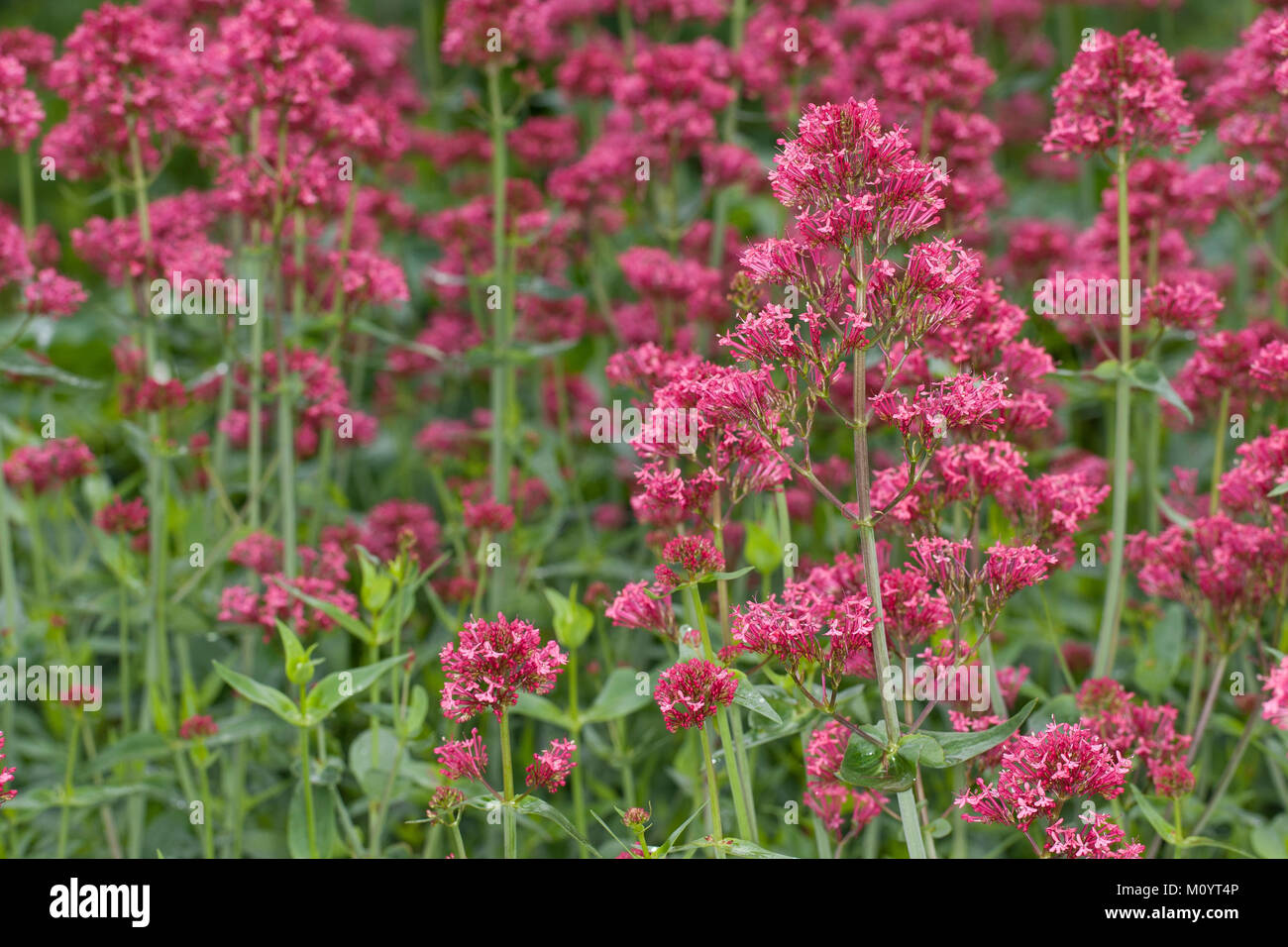 Spornblume par cœur, Centranthus ruber, valériane, valériane rouge, barbe de Jupiter, un épi de valériane. Banque D'Images