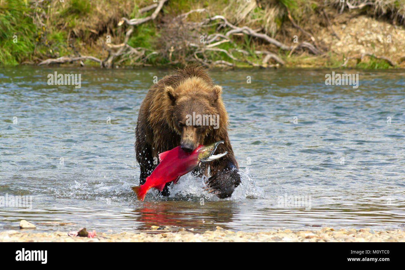 Un ours brun dans les saumons de pêche de la péninsule de l'Alaska Katmai, Banque D'Images