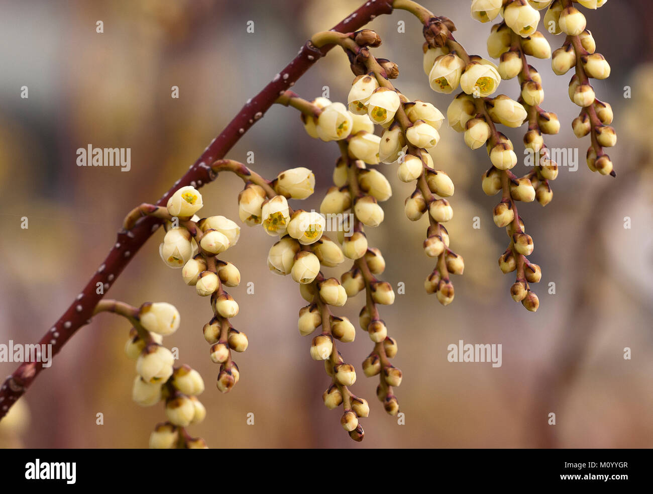 Stachyurus praecox - Schweif-Ähre Banque D'Images