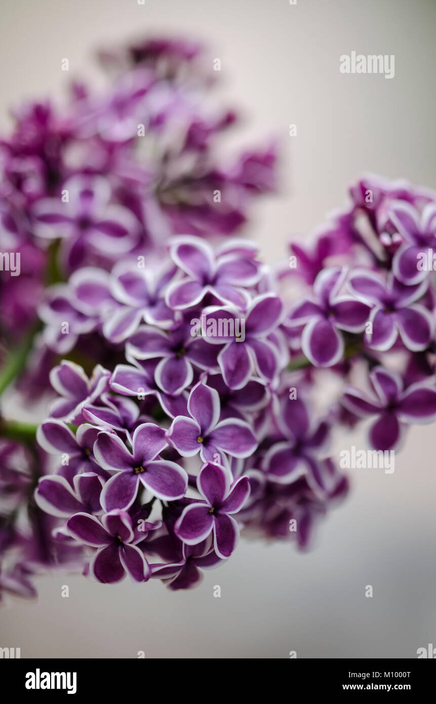 Syringa vulgaris 'Sensation' - Edelflieder Banque D'Images