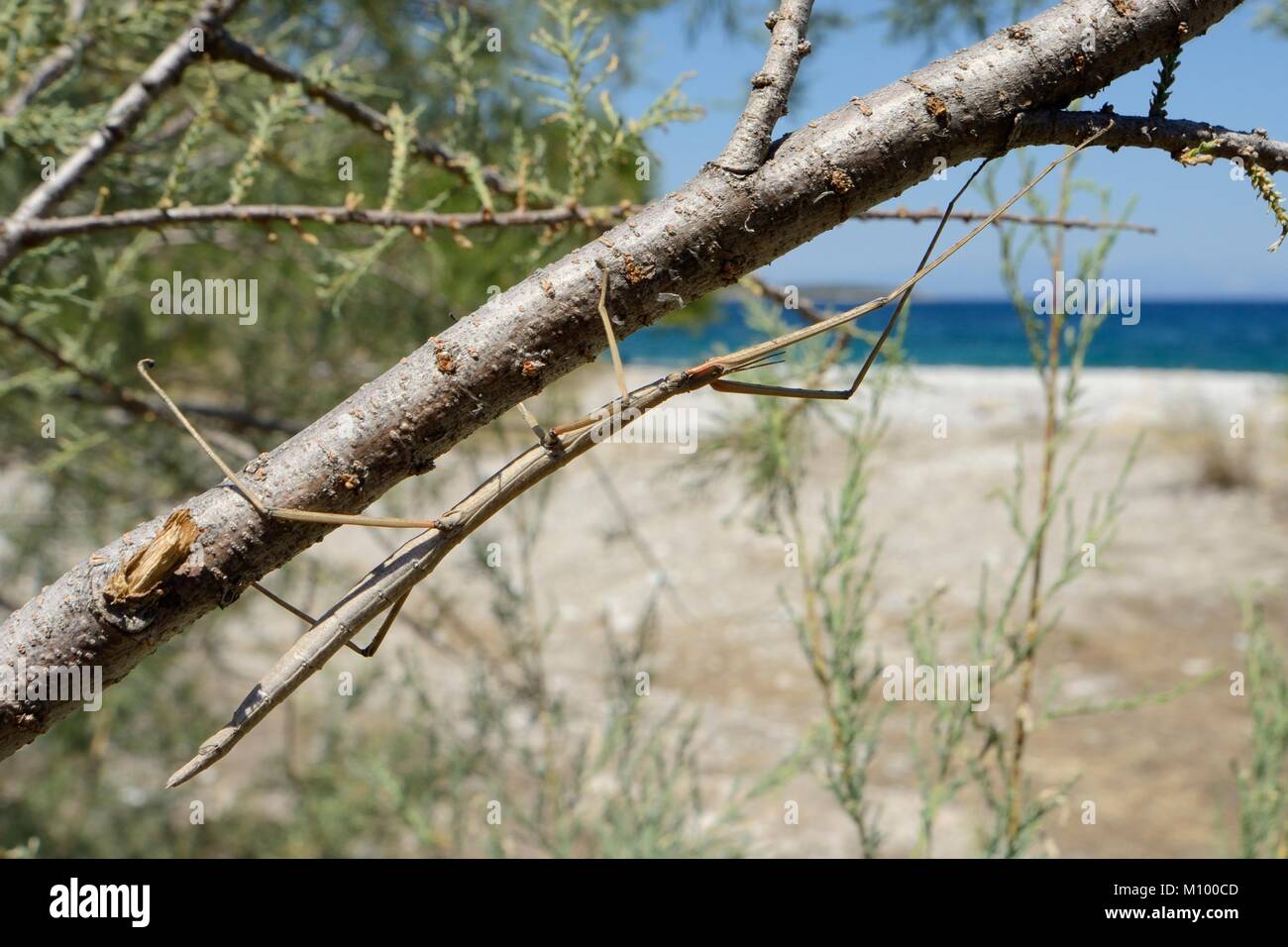 Phasme (Bacillus atticus atticus) des habitats côtiers dans un arbre tamaris (tamarix sp.) croissant derrière une plage, près de l'Astros, Grèce. Banque D'Images