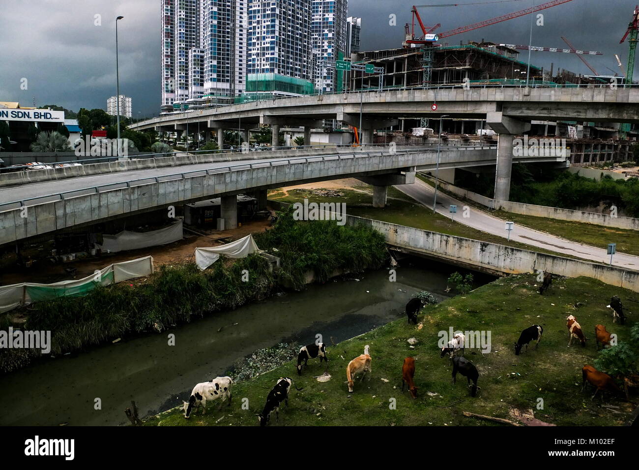 SHAH ALAM, en Malaisie - le 24 janvier : les vaches sont vus à un quartier d'affaires à Shah Alam en dehors de Kuala Lumpur le 24 janvier 2018. Credit : Samsul dit/AFLO/Alamy Live News Banque D'Images