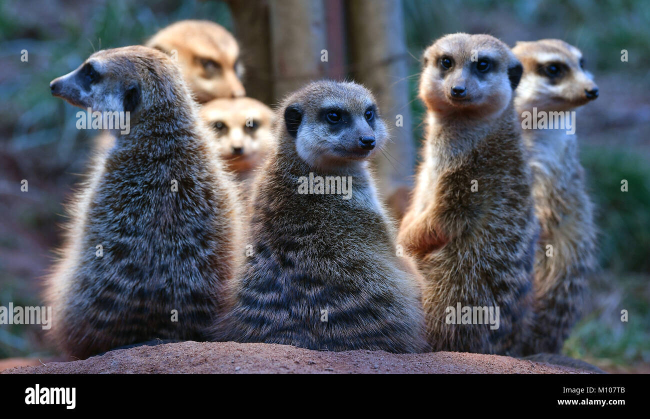 Erfurt, Allemagne. 25 Jan, 2018. Les suricates se réchauffer sous une lampe dans le parc du zoo de Thuringe à Erfurt, Allemagne, 25 janvier 2018. L'inventaire annuel a donné un stock total de 122 espèces et 742 individus, dont 59 sont des espèces de mammifères, 24 oiseaux, 19 de reptiles, 2 d'amphibiens ainsi que 11 différents invertébrés terrestres. Il y a aussi sept espèces différentes de poissons dans le Zoo. Crédit : Martin Schutt/dpa-Zentralbild/dpa/Alamy Live News Banque D'Images