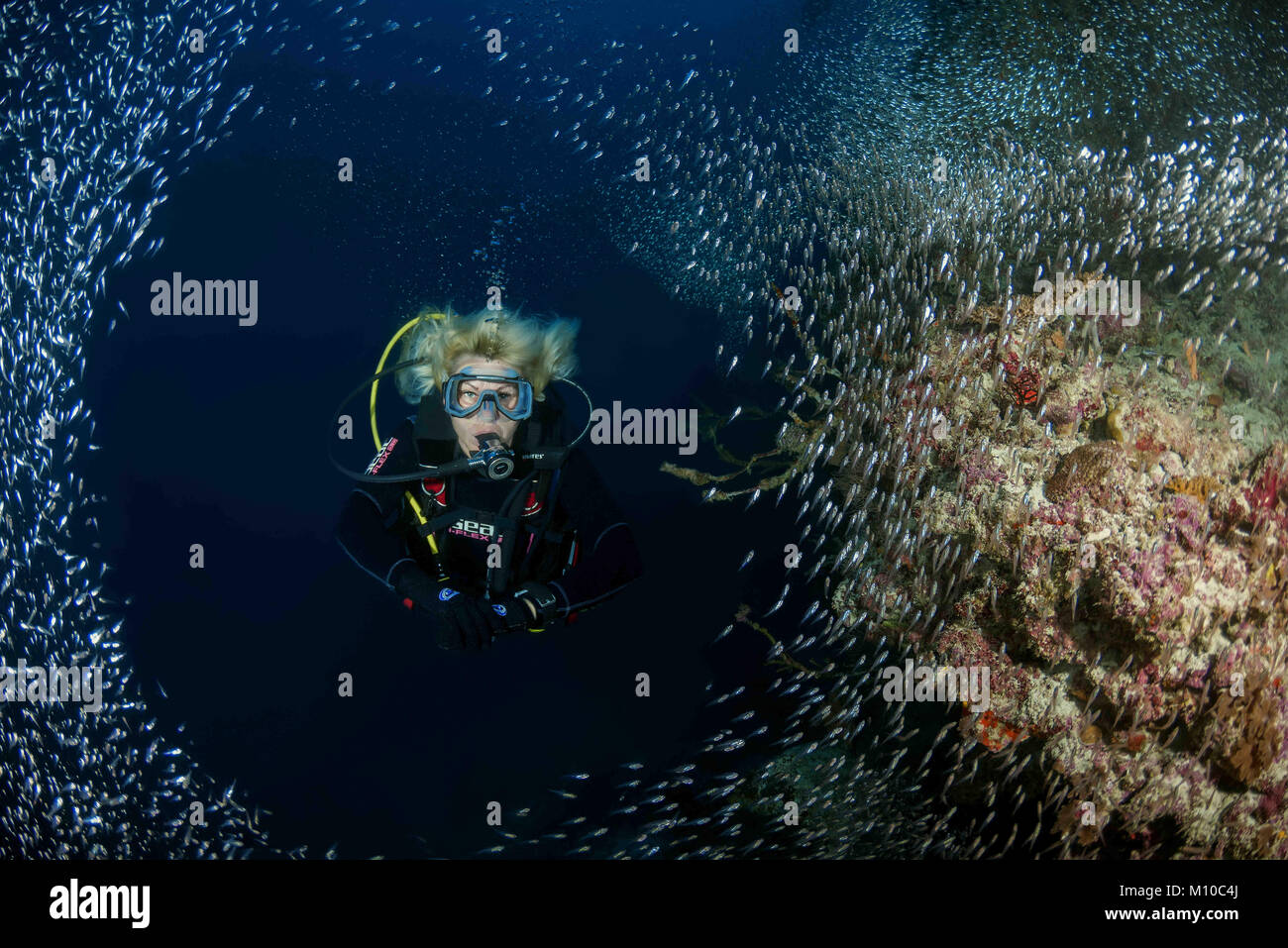 L'Océan indien, les Maldives. Août 31, 2017. Plongeur femelle et de l'école de poissons de verre - Pigmy Sweeper Crédit : Andrey Nekrasov/ZUMA/ZUMAPRESS.com/Alamy fil Live News Banque D'Images