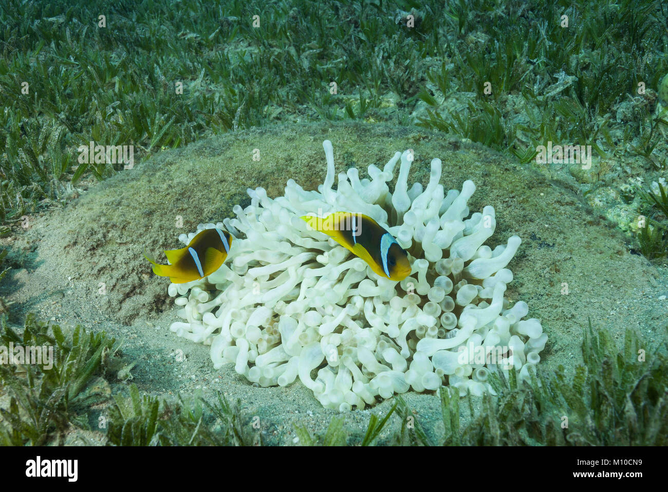 11 novembre 2017 - Mer Rouge, Hurghada, Egypte - Mer Rouge poisson clown ou Threebanded poisson clown (Amphiprion bicinctus) et blanc (albinisme) anémone Entacmaea quadricolor (Bulle, Parasicyonis actinostoloides) dans le pneu - récif artificiel (crédit Image : © Andrey Nekrasov/ZUMA/ZUMAPRESS.com) fil Banque D'Images