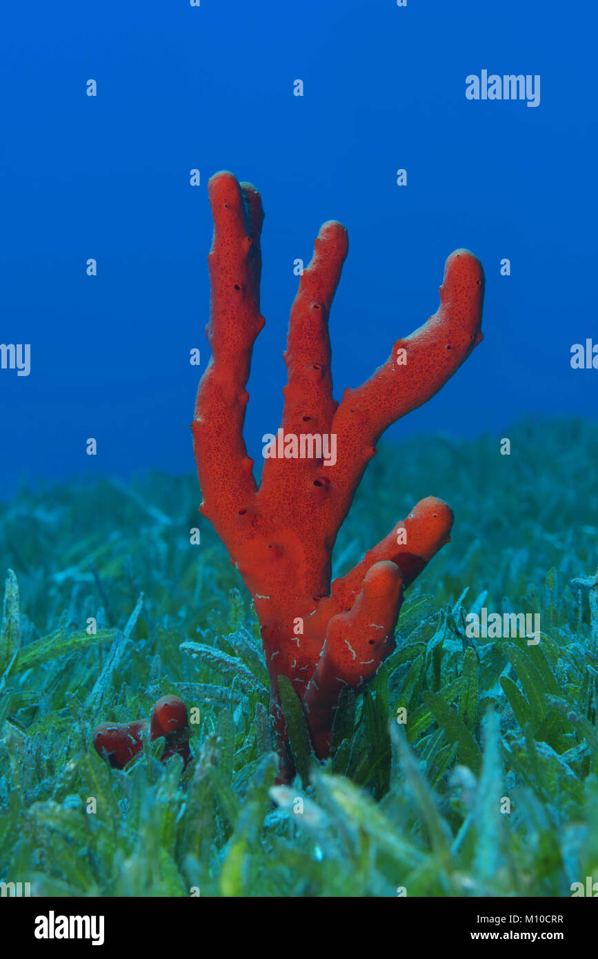 Mer Rouge, Dahab, Egypte. 12 Nov, 2017. Fabricants de toxiques rouge éponge (Negombata magnifica) dans l'herbe marine Crédit : Andrey Nekrasov/ZUMA/ZUMAPRESS.com/Alamy fil Live News Banque D'Images