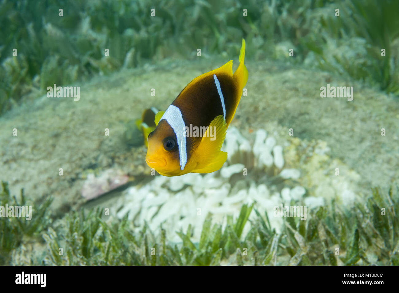 Mer Rouge, Dahab, Egypte. 14Th Nov, 2017. Mer Rouge poisson clown ou Threebanded poisson clown (Amphiprion bicinctus) et blanc (albinisme) anémone Entacmaea quadricolor (Bulle, Parasicyonis actinostoloides) dans le pneu - récif artificiel Crédit : Andrey Nekrasov/ZUMA/ZUMAPRESS.com/Alamy fil Live News Banque D'Images