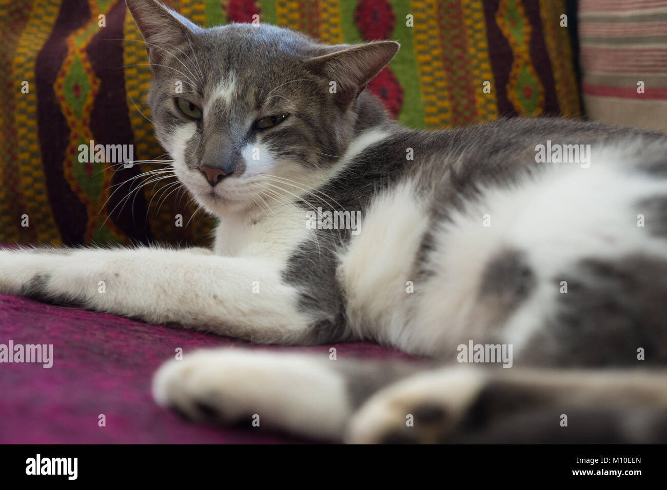 Chat sur la table, Isla Holbox, Mexique Banque D'Images