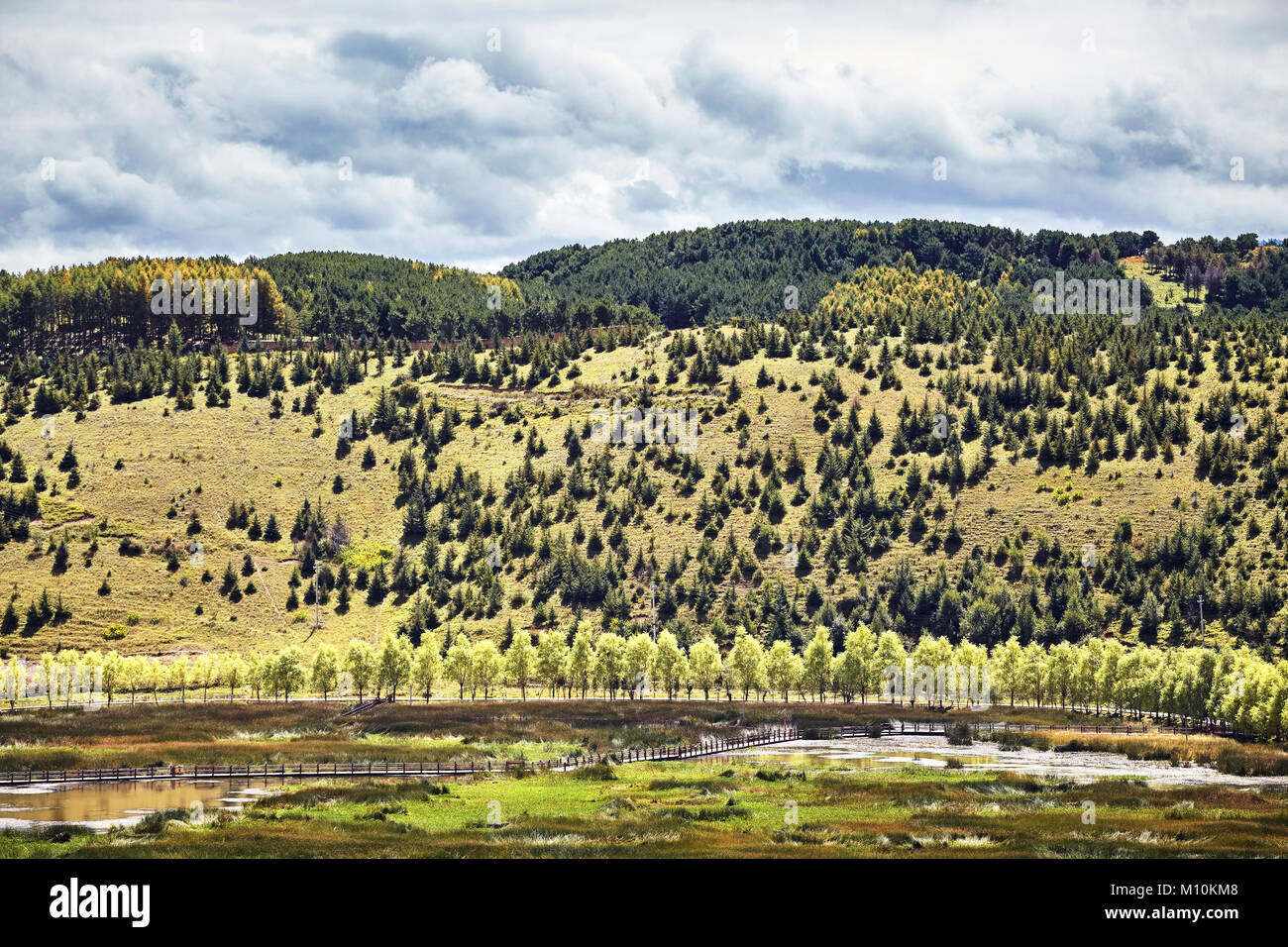 Dans une rangée d'arbres le long d'une route sur une colline, dans le milieu naturel. Banque D'Images