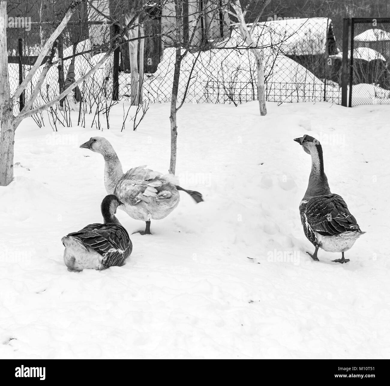 Trois oies dans la neige en hiver jour nuageux en noir et blanc Banque D'Images