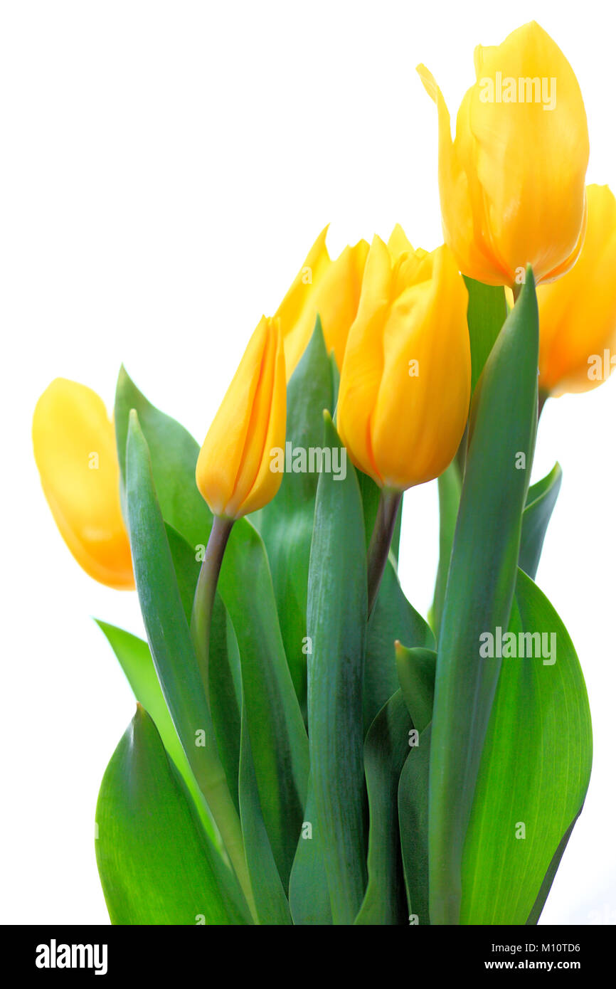 Jaune en fleurs fleurs Tulipes botaniques Banque D'Images