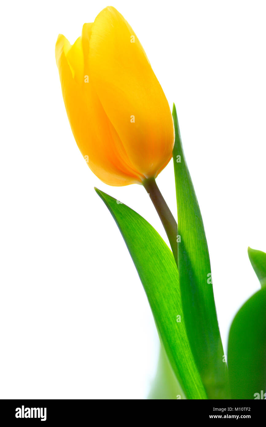 Jaune en fleurs fleurs Tulipes botaniques Banque D'Images