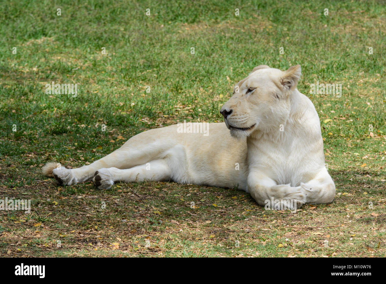 Close-up of a rare blanc femme lionne d'Afrique (Panthera leo) détente à un sanctuaire de la faune en Afrique du Sud Banque D'Images