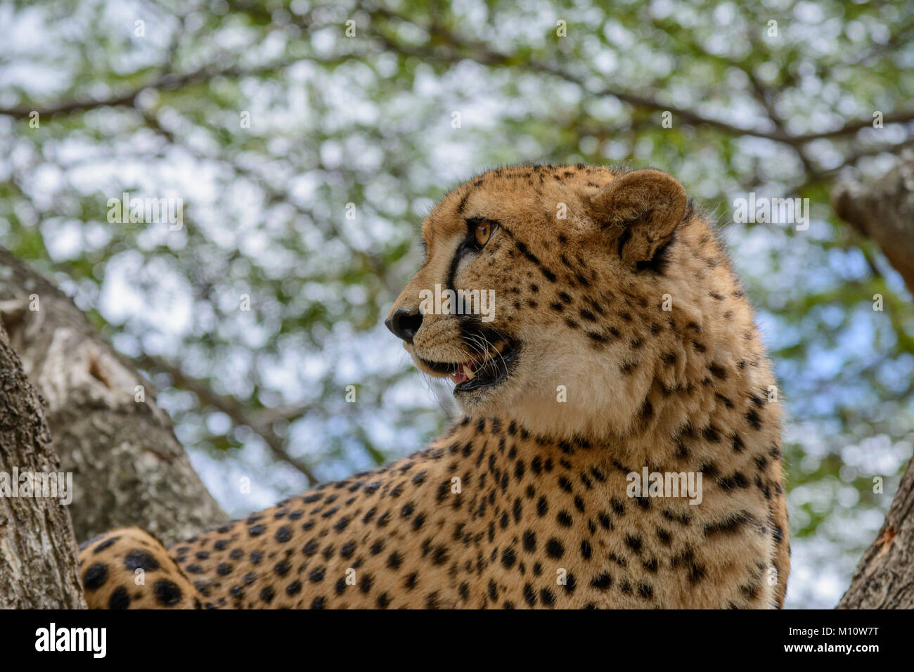Close up d'un Guépard (Acinonyx jubatus) à la proie d'un arbre en Afrique du Sud Banque D'Images