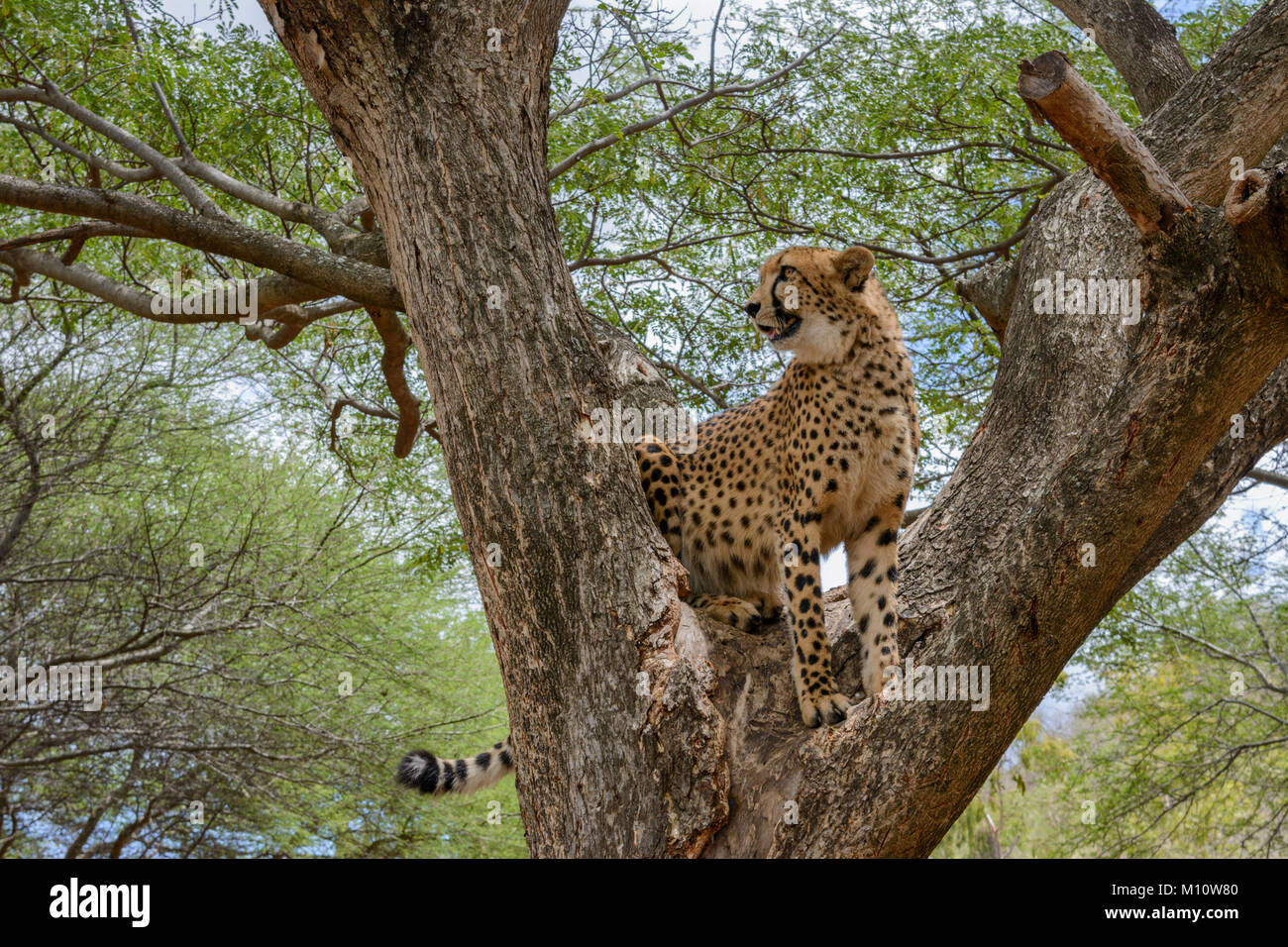 Close up d'un Guépard (Acinonyx jubatus) à la proie d'un arbre en Afrique du Sud Banque D'Images