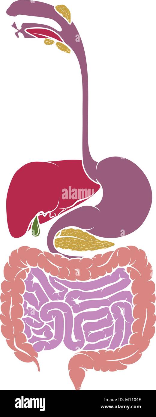 Schéma de l'appareil digestif Anatomie Humaine Illustration de Vecteur